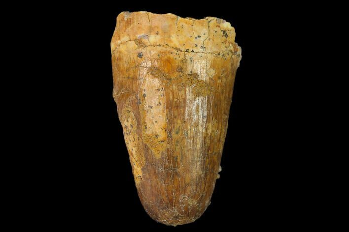 Cretaceous Fossil Crocodile Tooth - Morocco #140587